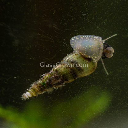Malaysian Trumpet 20+ Snails