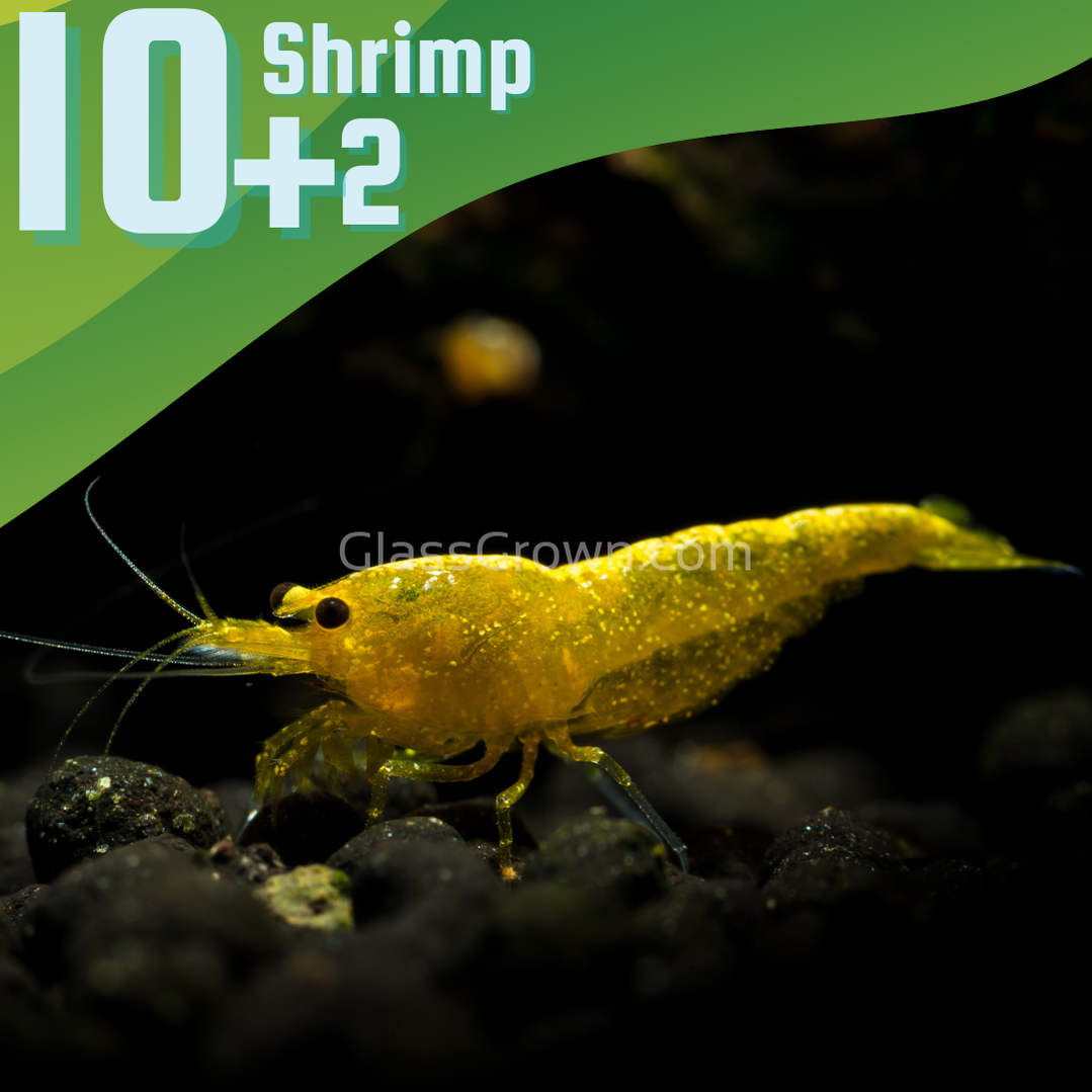 Goldenback Yellow Dwarf Shrimp 10+ Pack