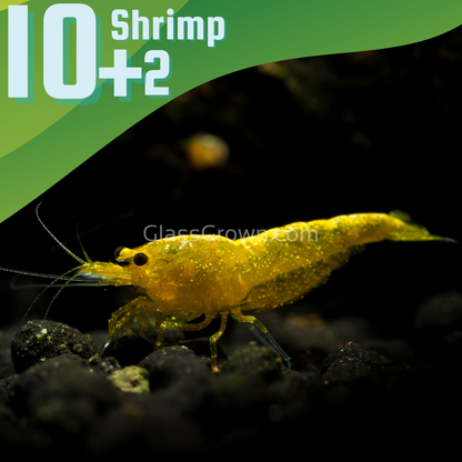 Goldenback Yellow Dwarf Shrimp 10+ Pack