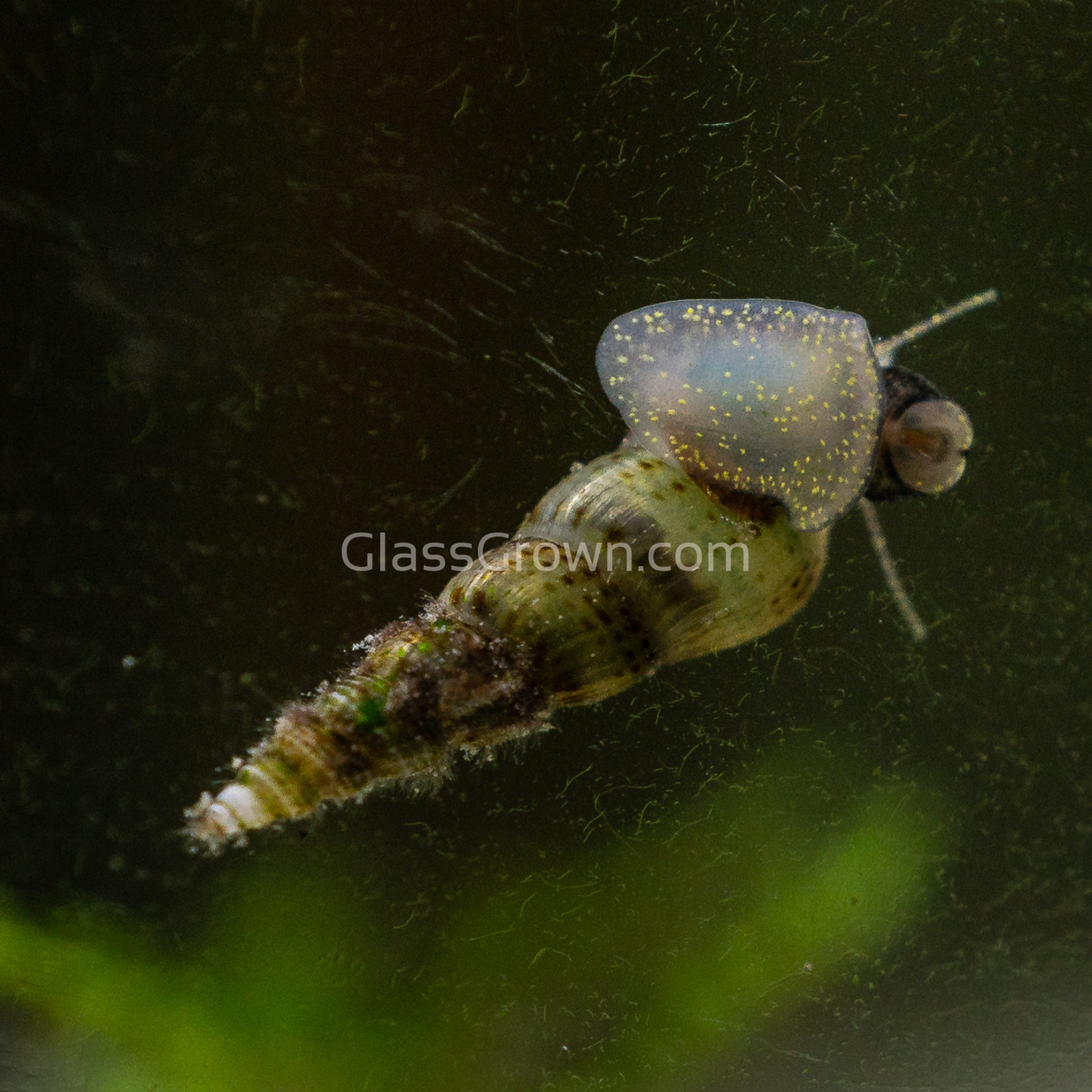 Malaysian Trumpet 5+ Snails