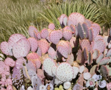 Opuntia Durazilla Purple Prickly Pear Cactus Pad Unrooted Live Cutting for Propagation