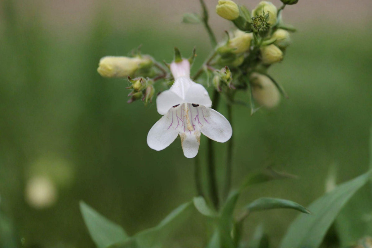 Pale Beardtongue Seeds – Penstemon pallidus Native Wildflower for Pollinator Gardens, Prairie Restoration, 100 Seeds