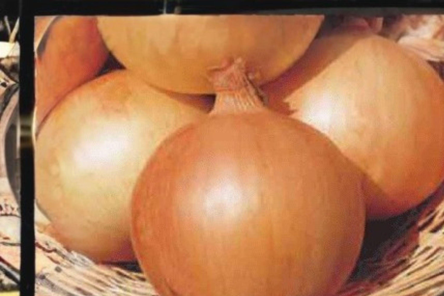 Texas Grano 502 Onion Seeds – Sweet Yellow Heirloom Allium cepa for Gardening, Large Golden Bulbs, Full Sun, 250 mg
