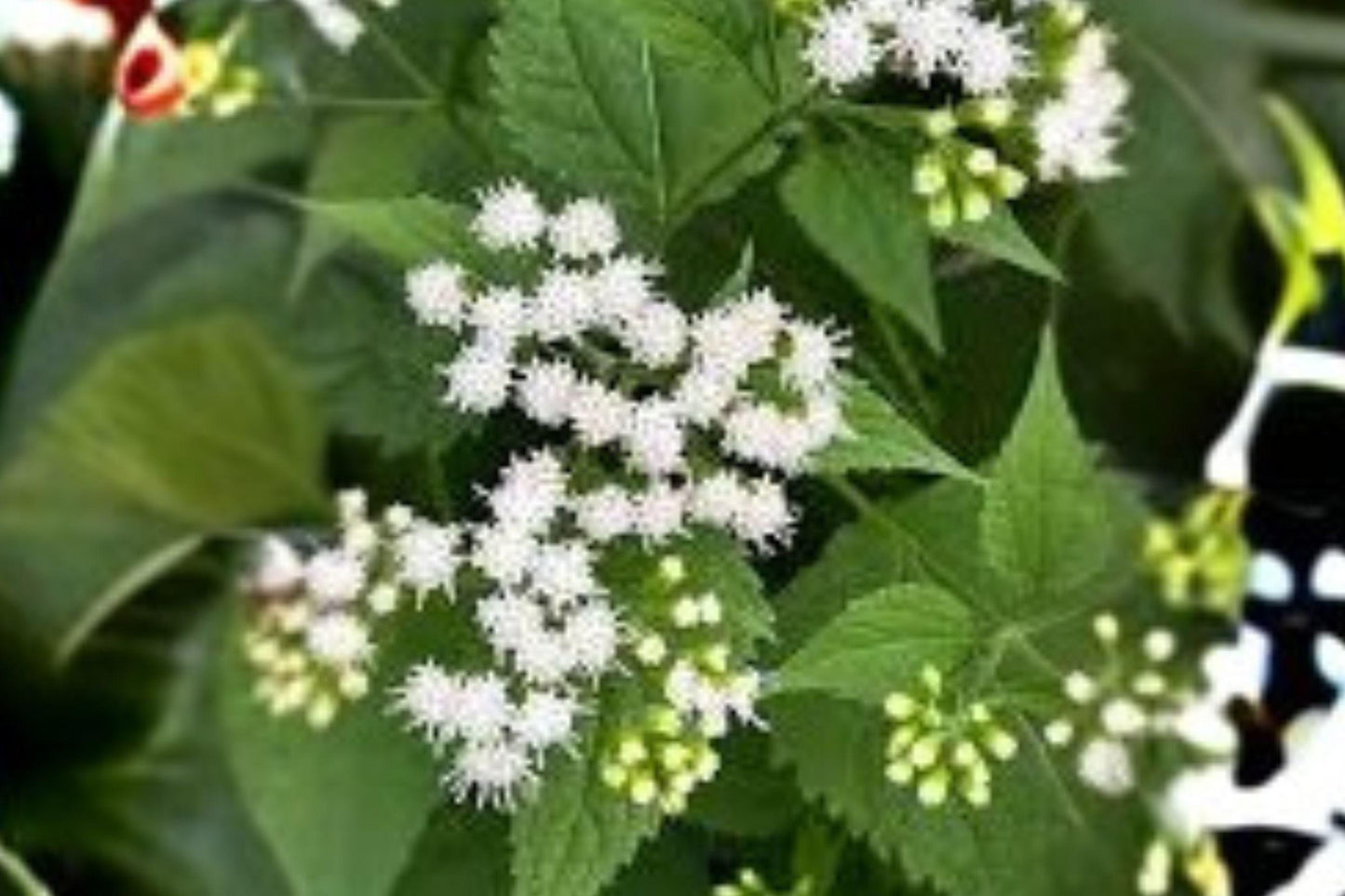 Ageratina altissima White Snakeroot Seeds – Native Perennial Wildflower for Shade Gardens & Pollinator Attracting