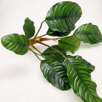 Anubias Coffeefolia