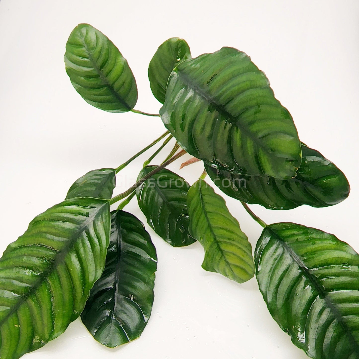Anubias Coffeefolia
