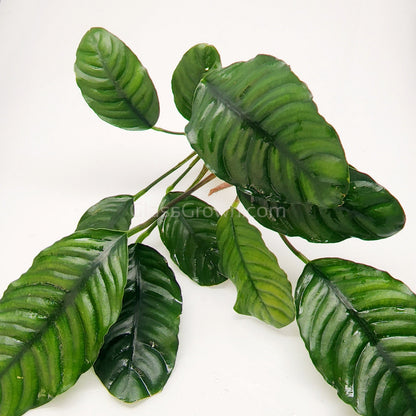 Anubias Coffeefolia