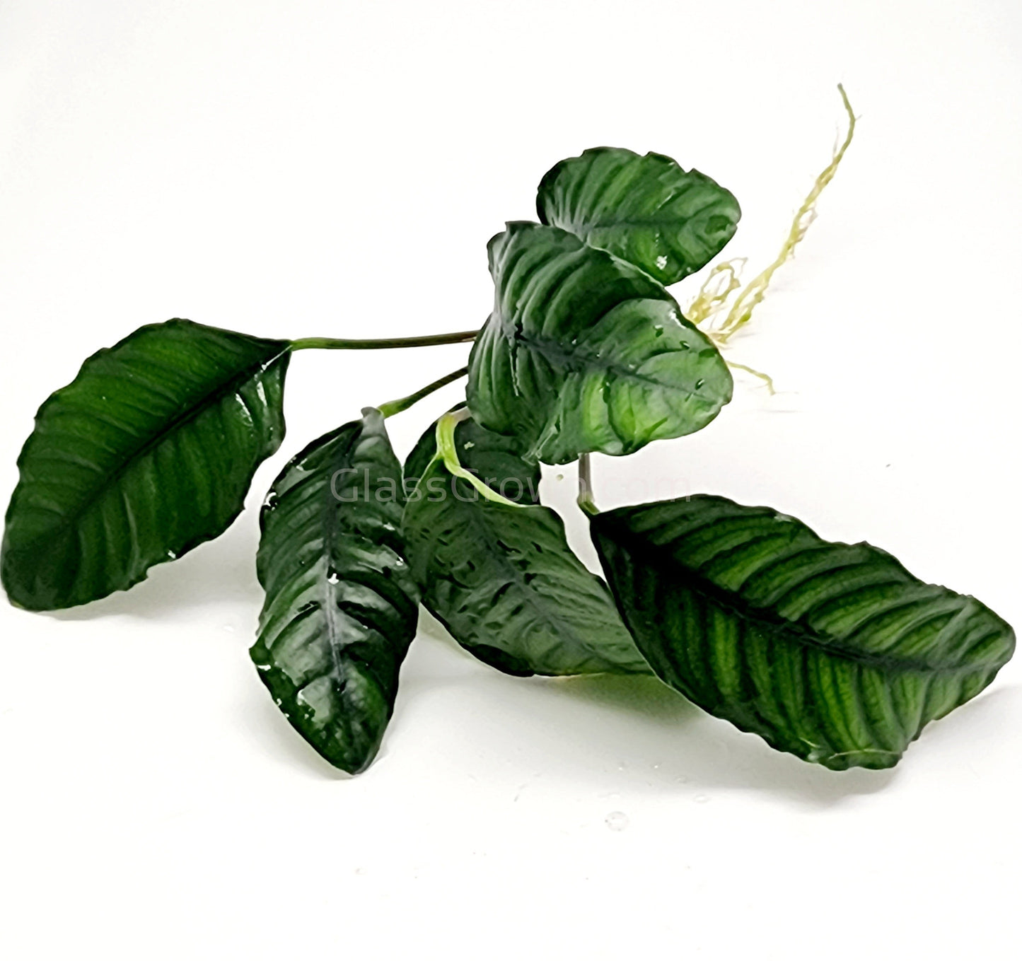 Anubias Coffeefolia
