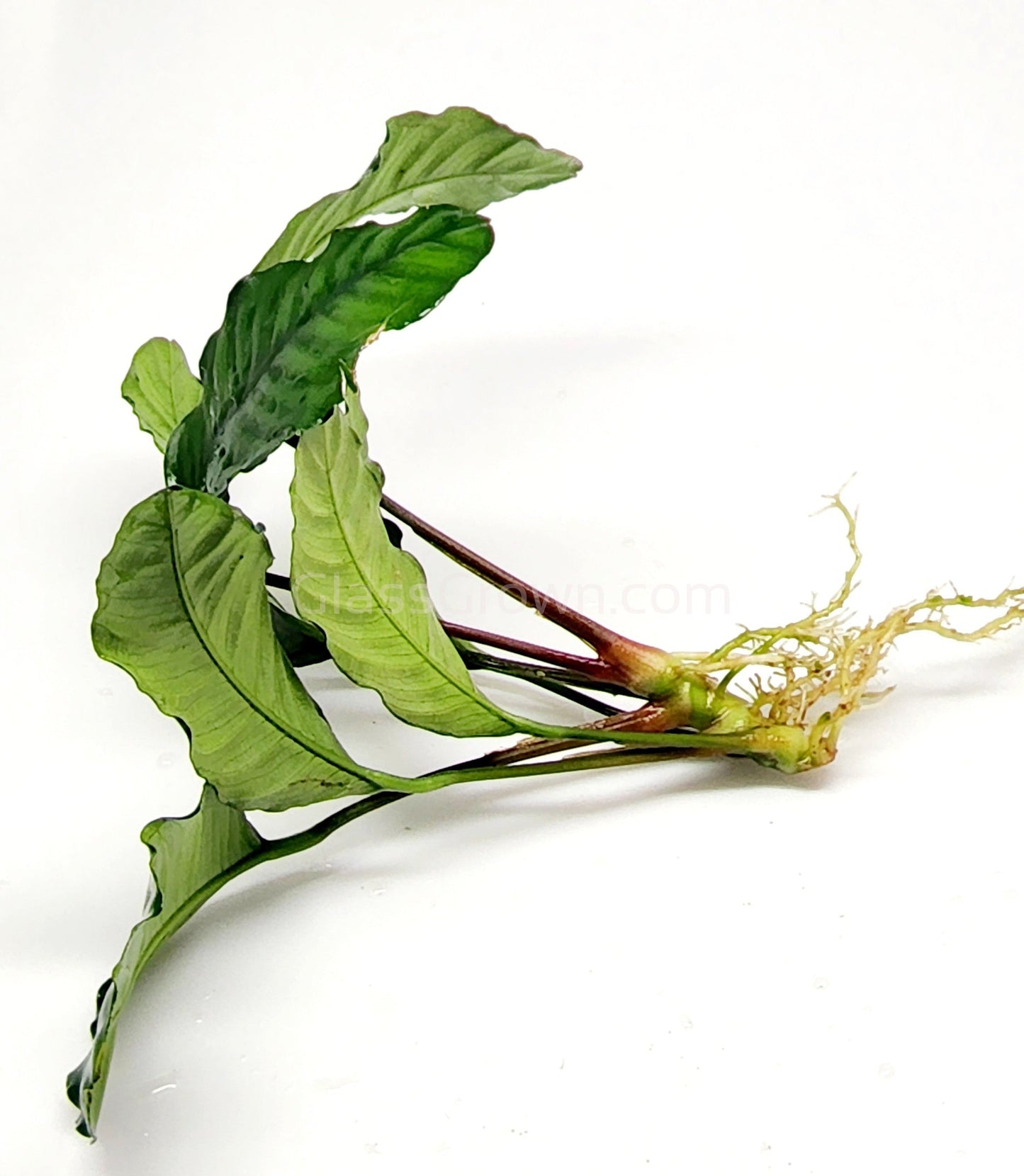 Anubias Coffeefolia