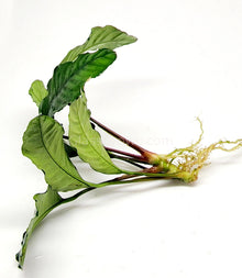 Anubias Coffeefolia