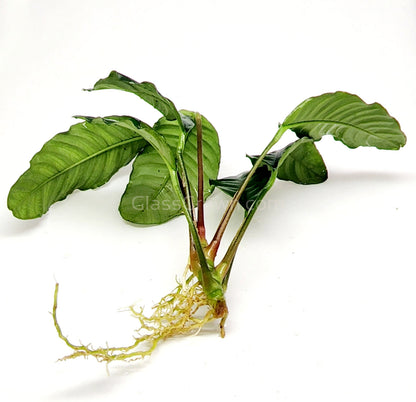 Anubias Coffeefolia