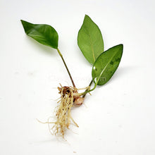 Anubias Frazeri