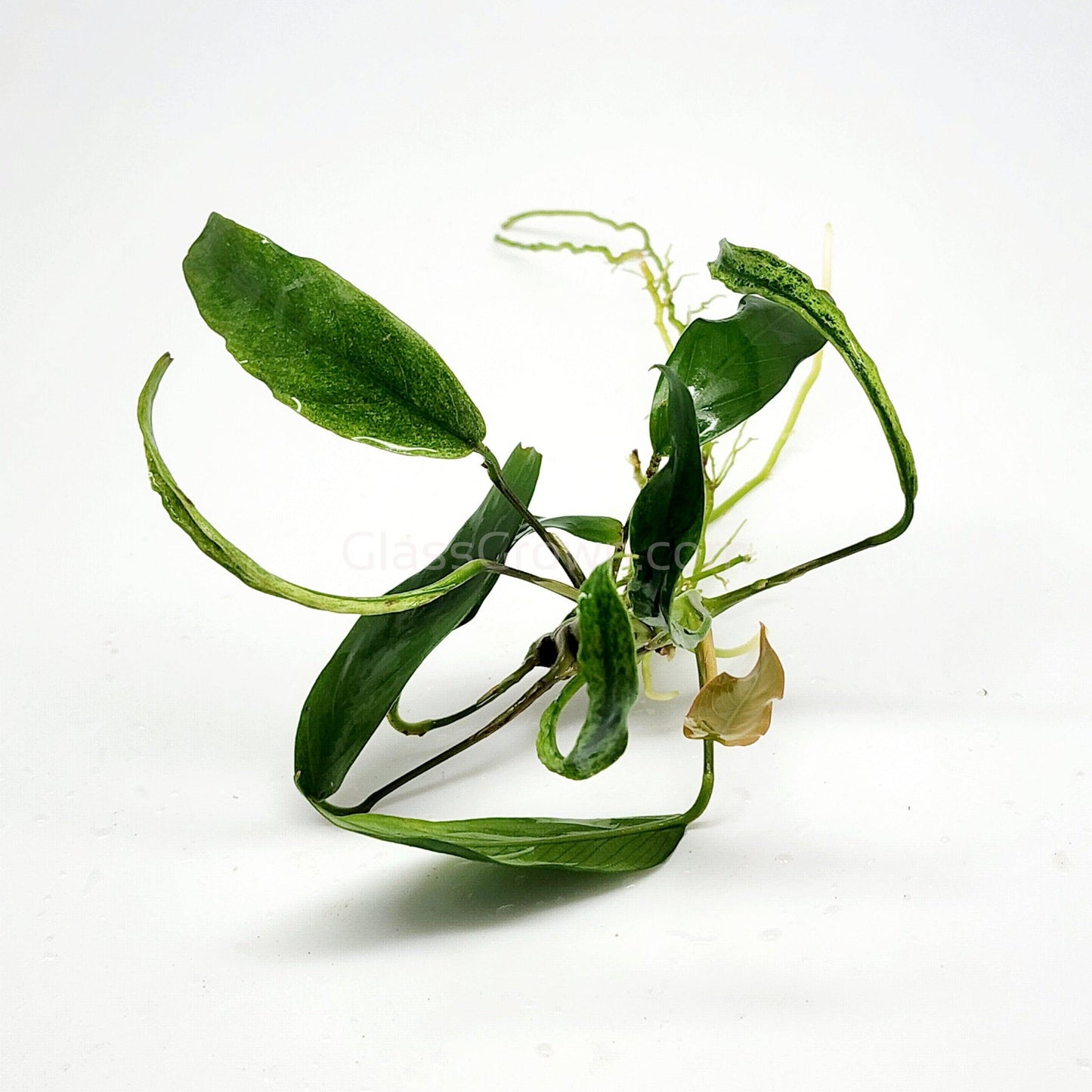 Anubias Minima