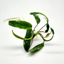 Anubias Minima