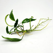 Anubias Minima