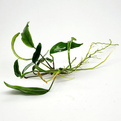 Anubias Minima