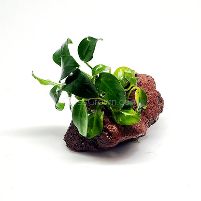 Anubias Nana Petite