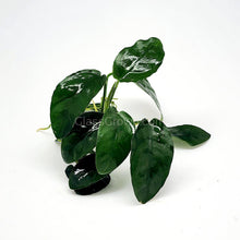 Anubias Nana