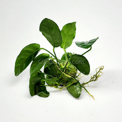 Anubias Nana