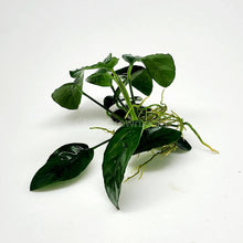 Anubias Nana