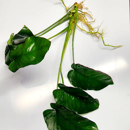 Anubias Nana