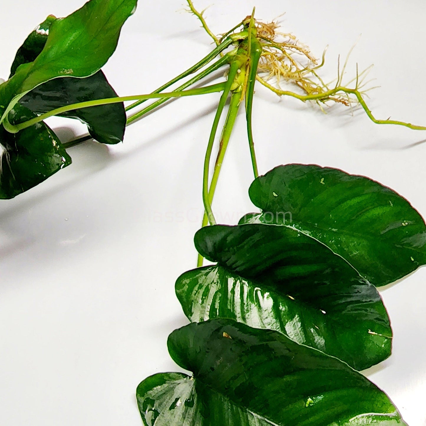 Anubias Nana