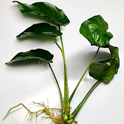 Anubias Nana