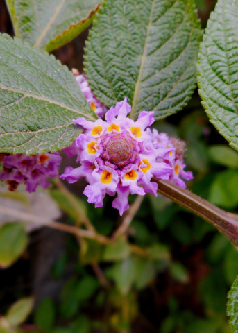 Oaxaca Lemon Verbena Plant, Small Woody Shrub, Lippia Alba, Aromatic Lemon Fragrance, Butterfly Pollinator, Medicinal Herb
