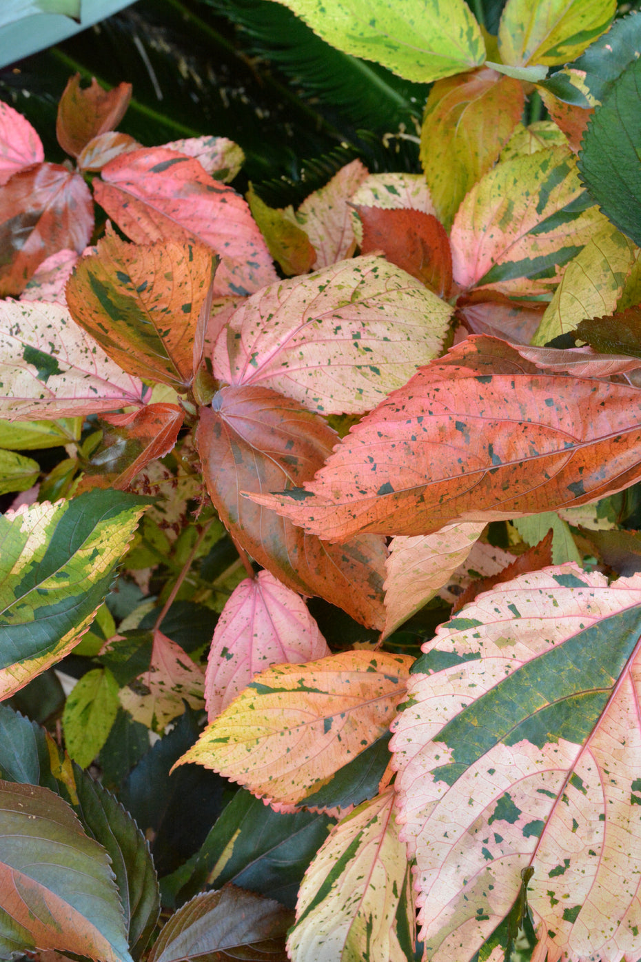 Acalypha Wilkesiana Tricolor Cuttings – Variegated Copperleaf Live Tropical Foliage Plant – Unrooted Starter Stems for Propagation