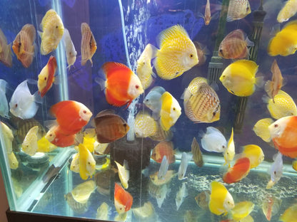 Snakeskin discus