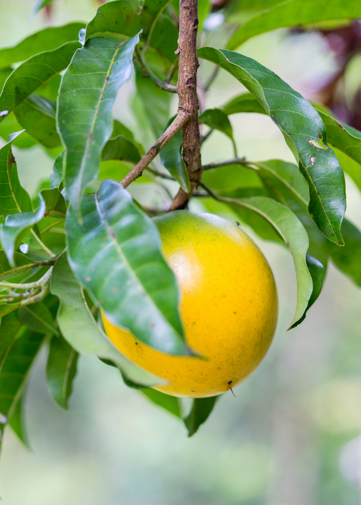 Abiu Fruit Tree - Tropical Pouteria caimito, Sweet Custard-Like Fruit, Evergreen, Amazon Origin