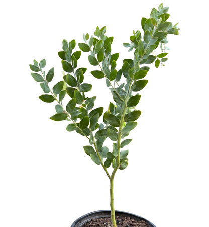 Acacia 'Podalyriifolia' Tree
