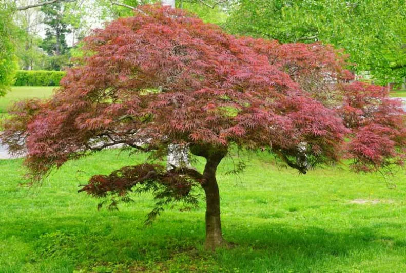 Japanese Maple 'Garnet' Cuttings – Unrooted Softwood for Grafting or Rooting, 6–7 Inches, Deep Red Foliage, Acer palmatum dissectum