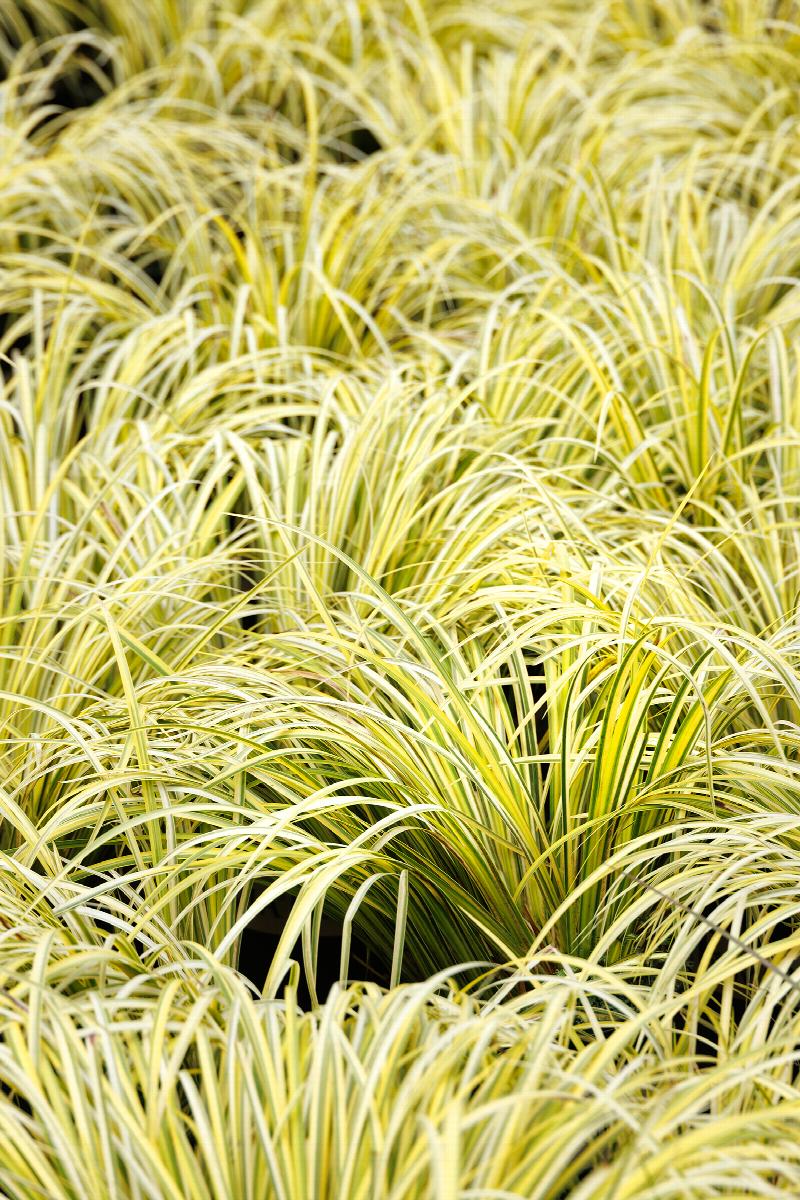 Live Golden Sweet Flag Acorus gramineus ‘Ogon’ – Hardy Aquatic Marginal Pond Plant, Bareroot Water Garden Perennial