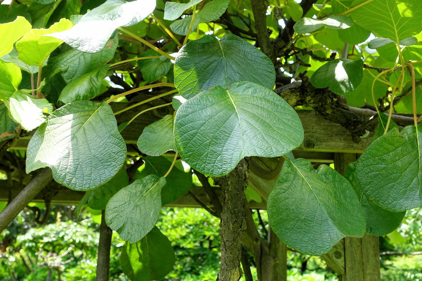 50 GOLDEN KIWI FRUIT Yellow Actinidia Chinensis Kiwifruit Chinese Gooseberry Flower Vine Seeds