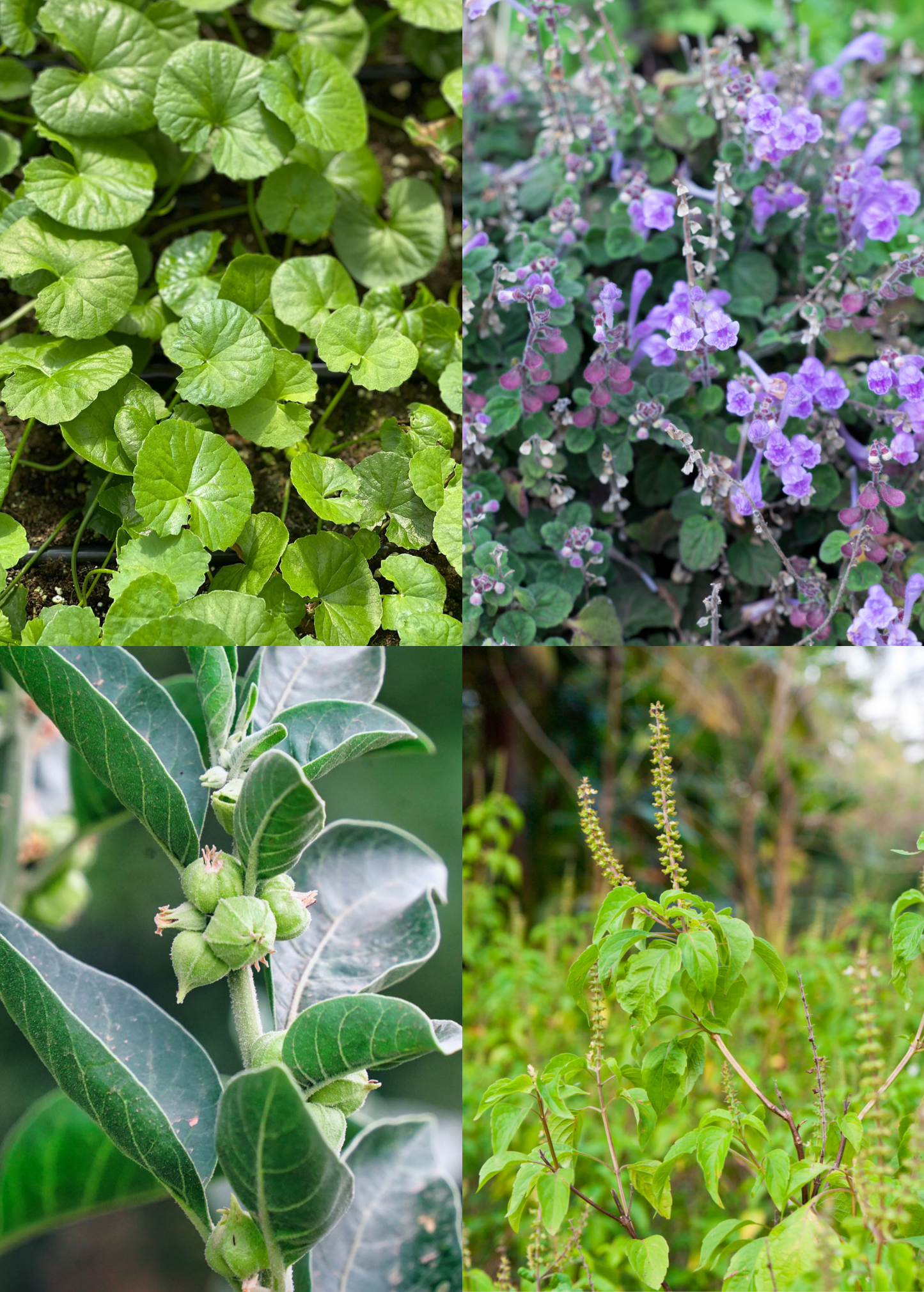 Adaptogen Herb Bundle with Gotu Kola, Skullcap, Ashwagandha, Tulsi Vana - Organic Potted Medicinal Plants Set