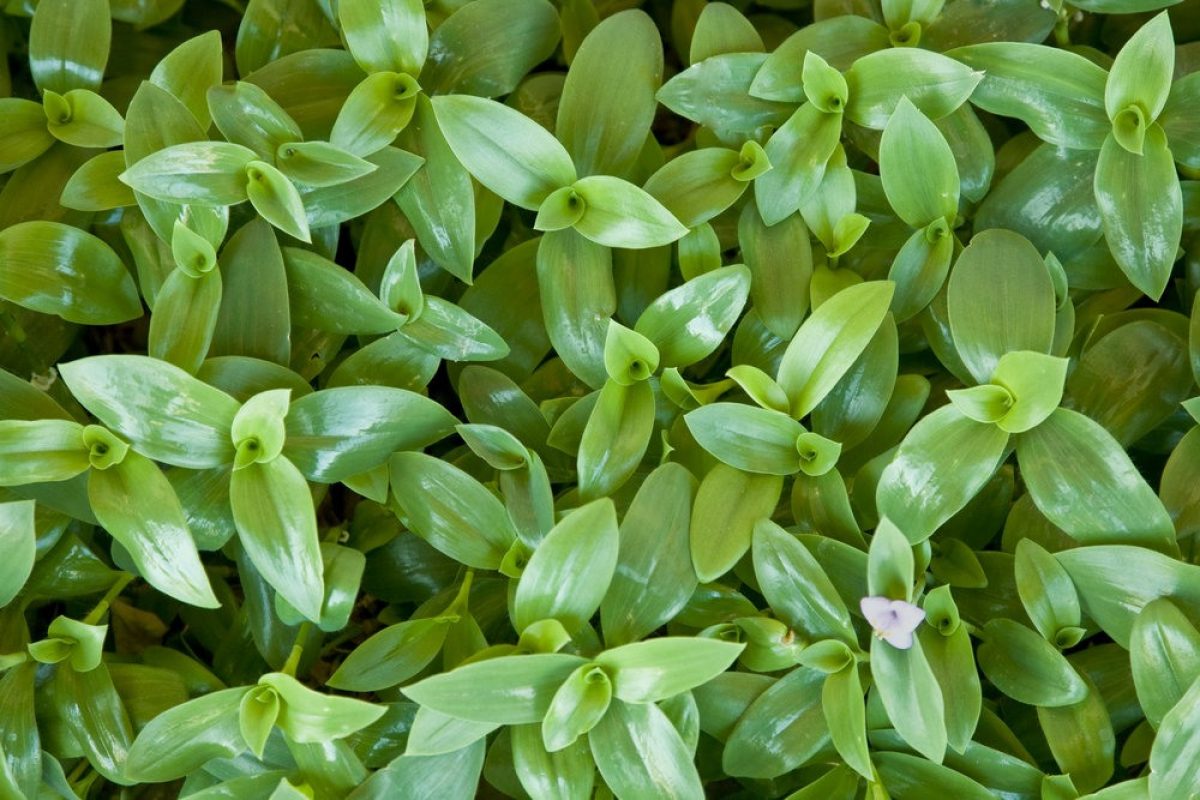 Tradescantia fluminensis Cuttings – Green Wandering Jew Plant – Unrooted Stems for Propagation – Indoor Trailing Houseplant