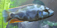 Livingstoni Cichlid Nimbochromis Livingstonii