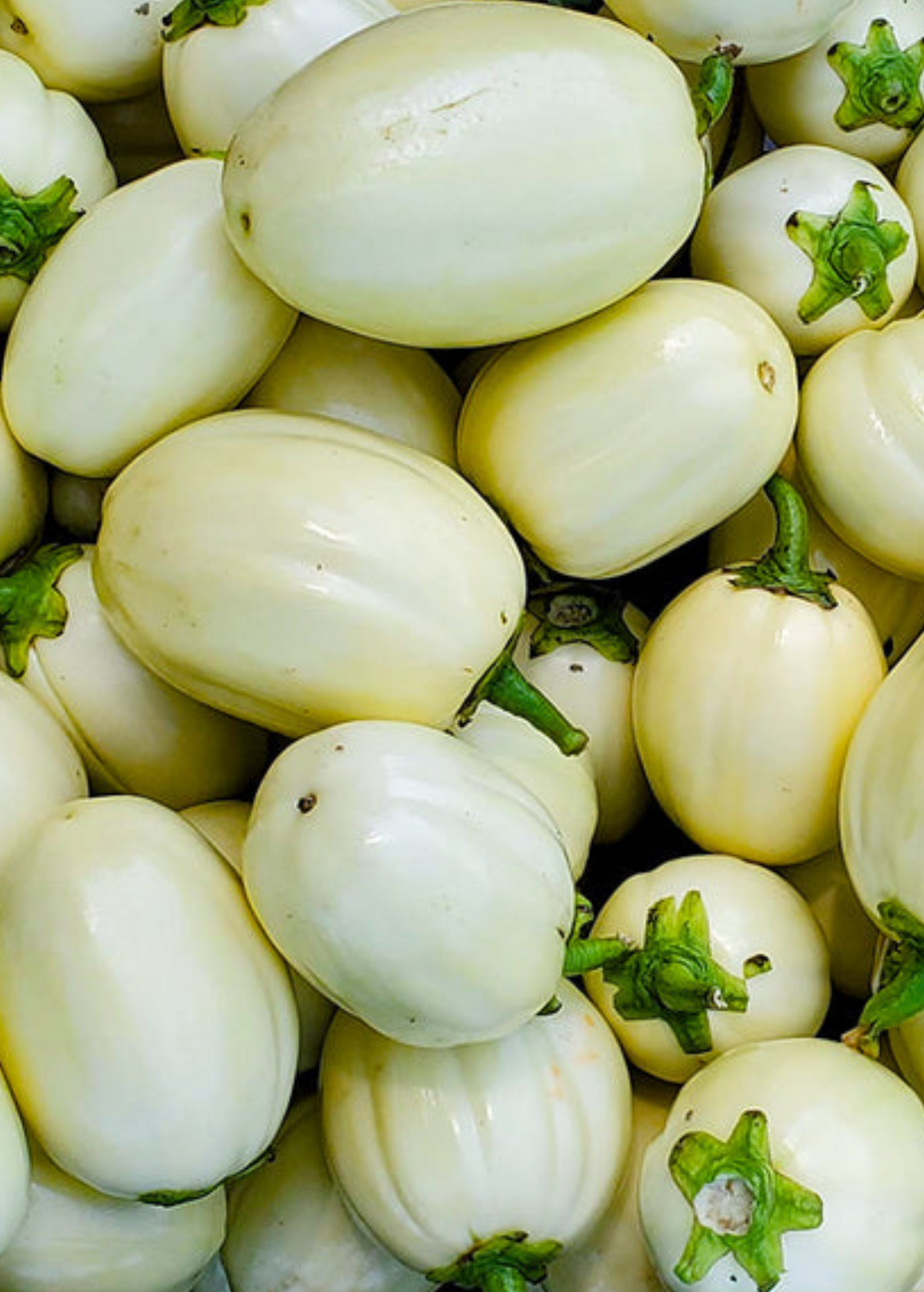 African Eggplant Nya Nya Chungu Seed - Solanum aethiopicum, Edible Fruits & Greens, Drought-Tolerant Tropical Vegetable