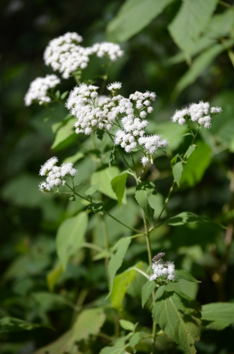 Ageratina Altissima Seeds 500 White Snakeroot Native Perennial Wildflower Pollinator Friendly