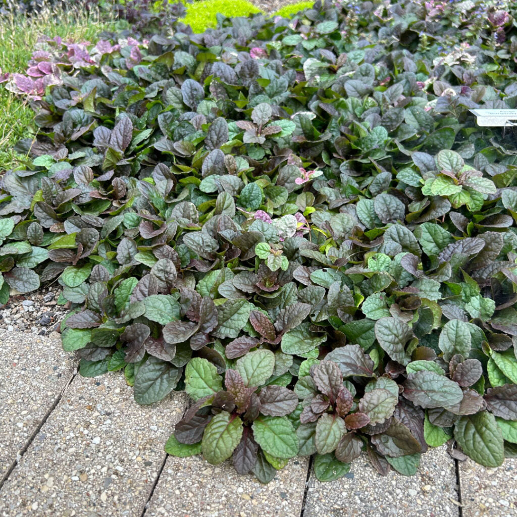 Live Burgundy Glow Ajuga reptans Groundcover 1 Pint Pot, Variegated Foliage, Blue Flowers, Shade Perennial, Pollinator, Edging Plant