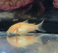 Aeneus Albino Cory Corydoras Aeneus Var Albino