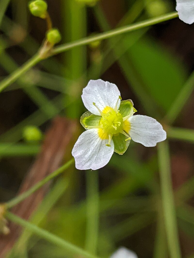 300 Alisma triviale Seeds | Native Wetland Perennial Water Plantain | Pollinator & Wildlife Friendly