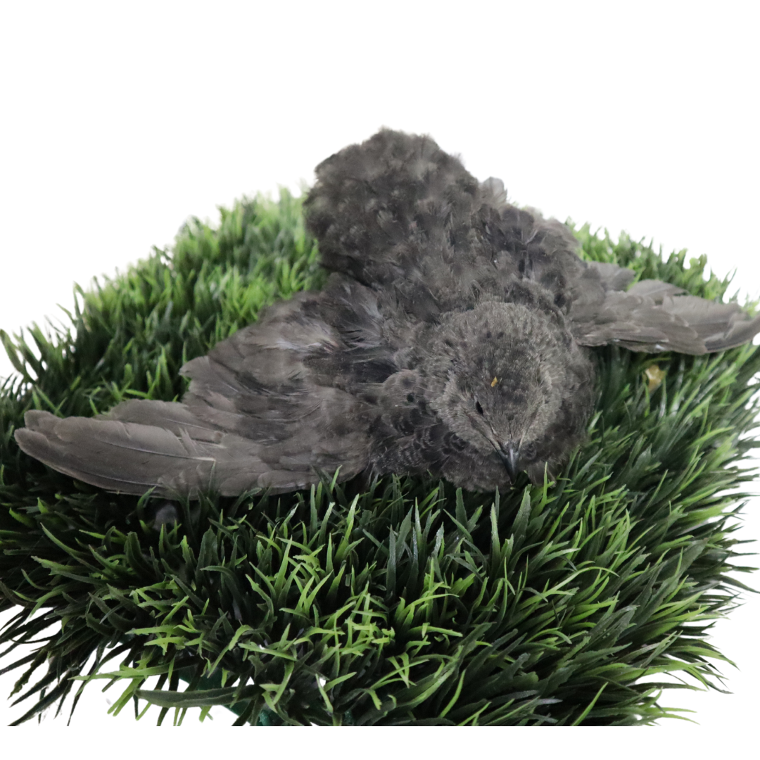 Black Quail Hatching Eggs - Pure Breed, Ideal for Aviary Hobbyists & Breeders