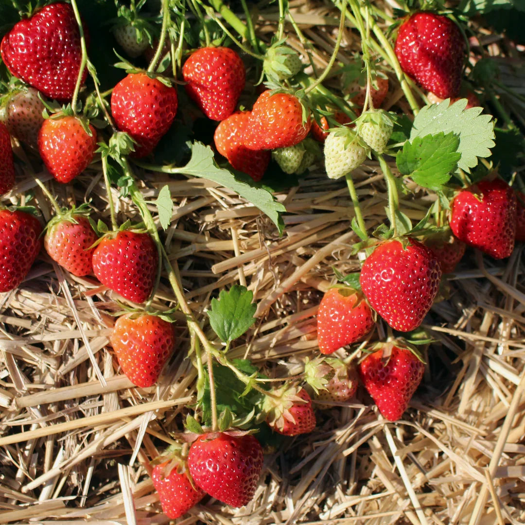 Allstar June-Bearing Strawberry Plants – 25 Bare Root, Large Sweet Berries, Cold Hardy, High Yield, Garden Fruit, Fragaria × ananassa