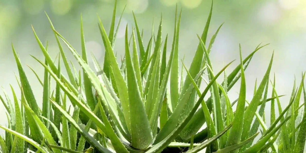 2 Aloe Vera Plants Bare Root 8–12 Inches Organic Medicinal Succulent for Home & Garden