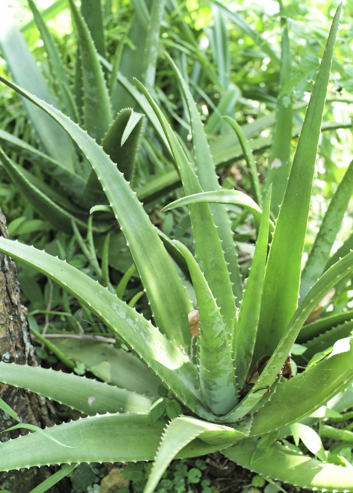 Aloe Vera Plant - Potted Succulent with Fleshy Foliage and Red-Orange Flowers - Aloe barbadensis