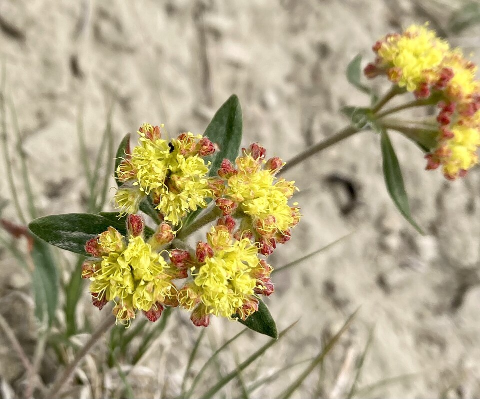Eriogonum flavum Seeds – Golden Wild Buckwheat Perennial Wildflower, Native Pollinator Garden Plant, Non-GMO, Drought-Tolerant, 50 Seeds