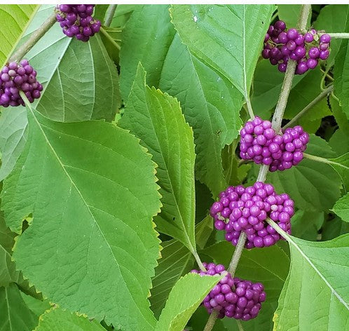 Beautyberry Bush Cuttings – Callicarpa americana – Native Shrub with Purple Berries for Wildlife & Pollinators