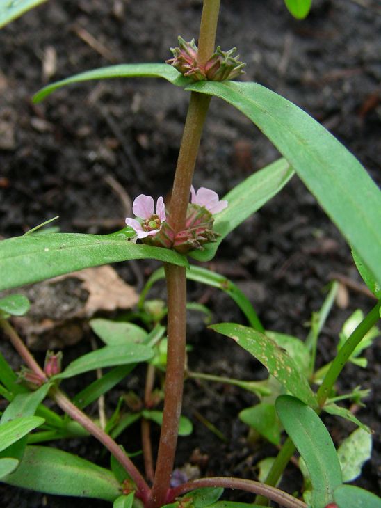 Ammannia coccinea Seeds | Scarlet Toothcup Native Wetland Perennial for Pollinator Gardens & Ecological Restoration